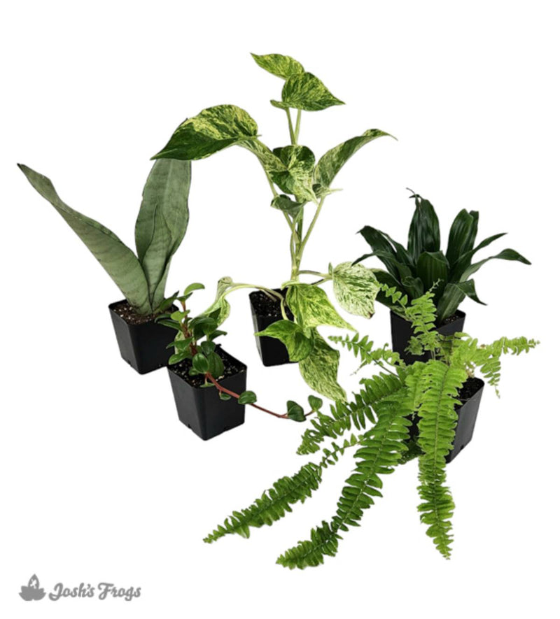 18x18x24 (29 Gallon) Crested Gecko Vivarium Plant Kit (5 plants)