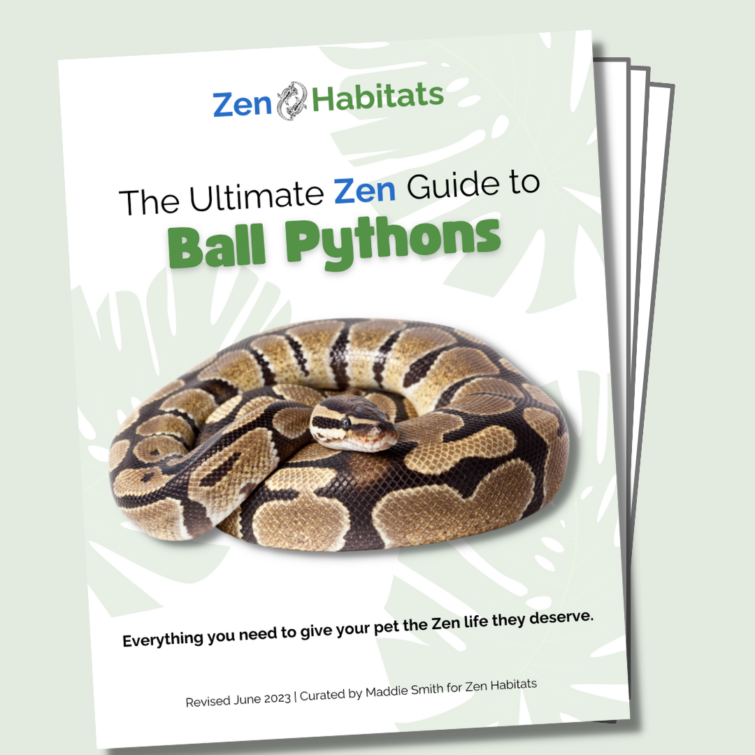 The Ultimate Zen Guide to Ball Pythons