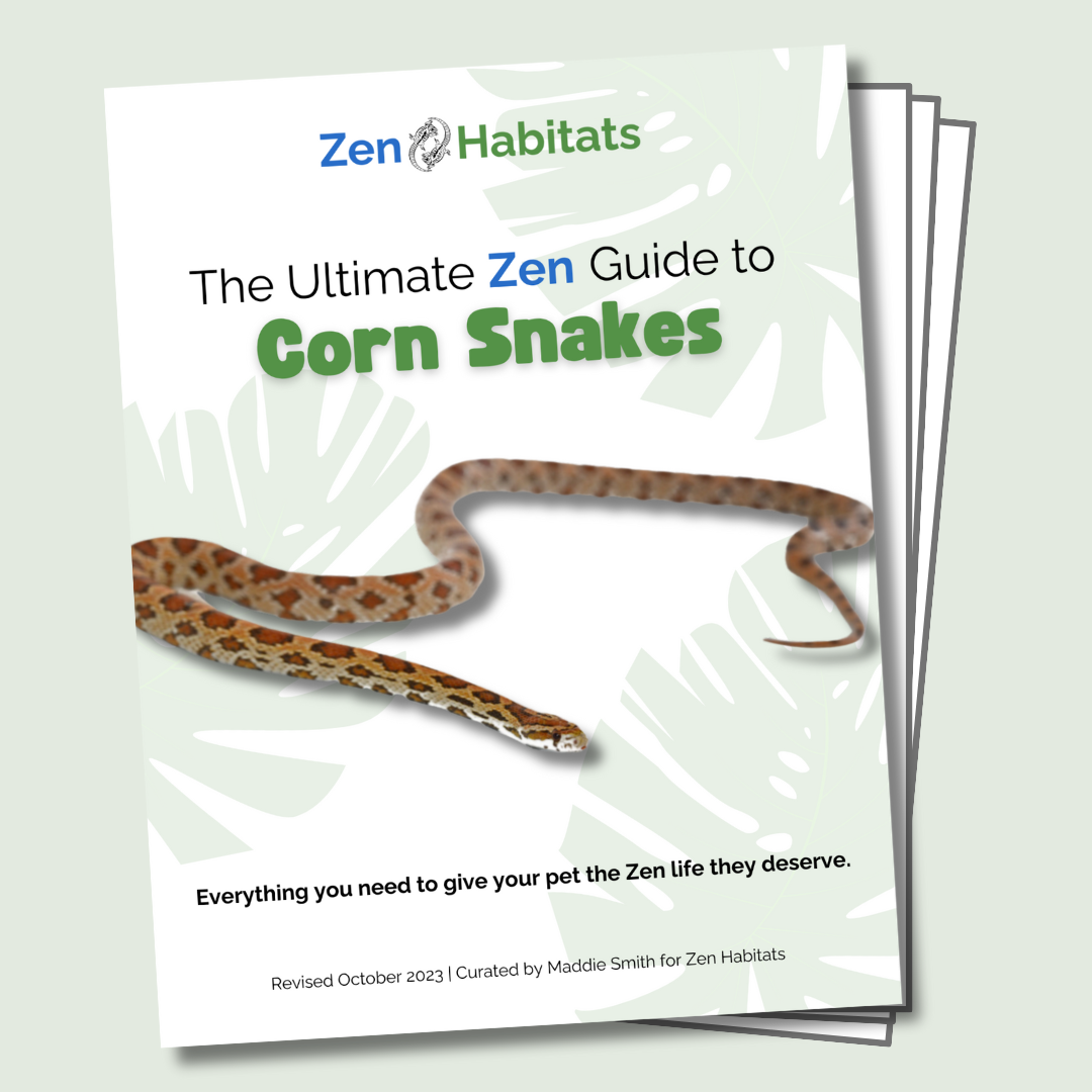 The Ultimate Zen Guide to Corn Snakes