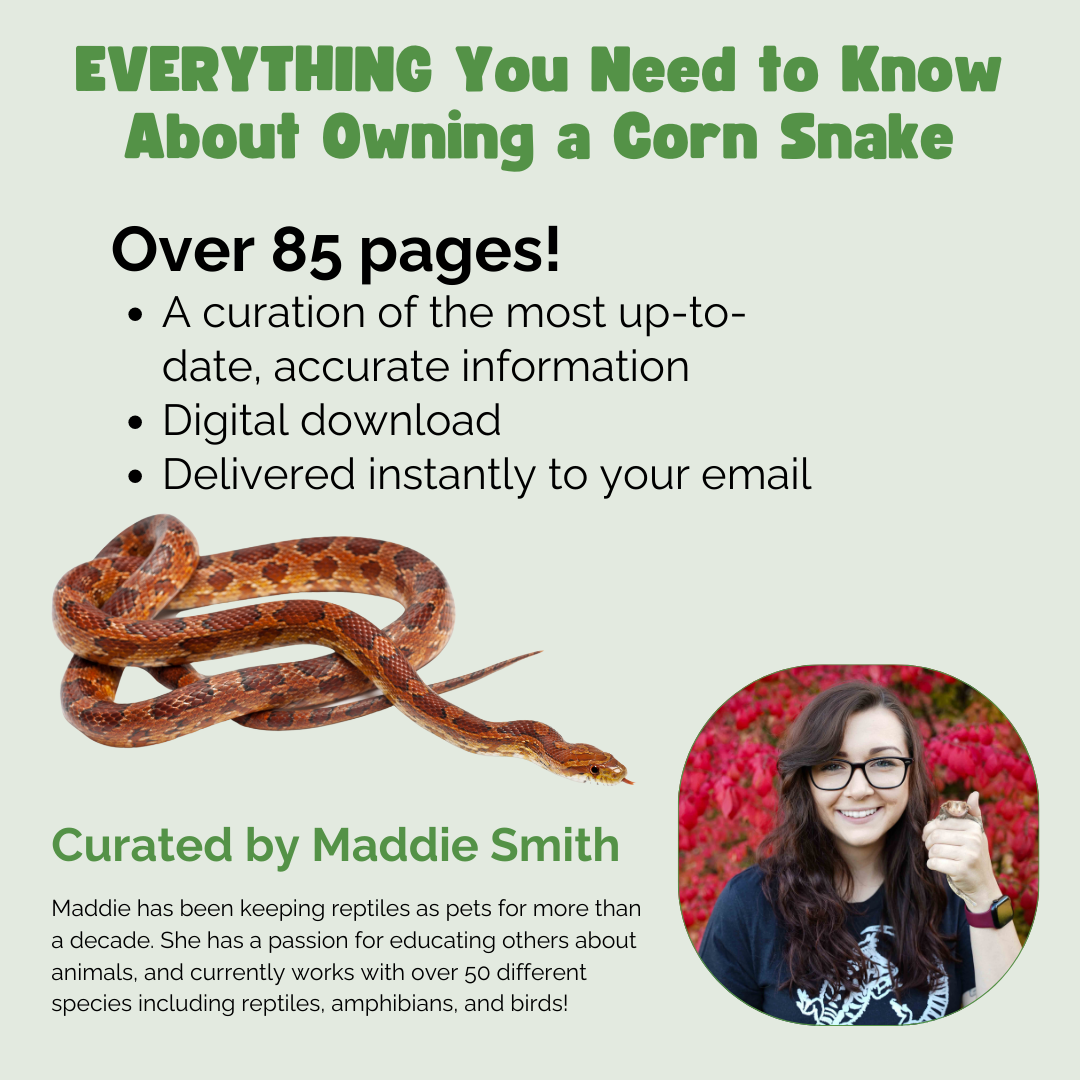 The Ultimate Zen Guide to Corn Snakes