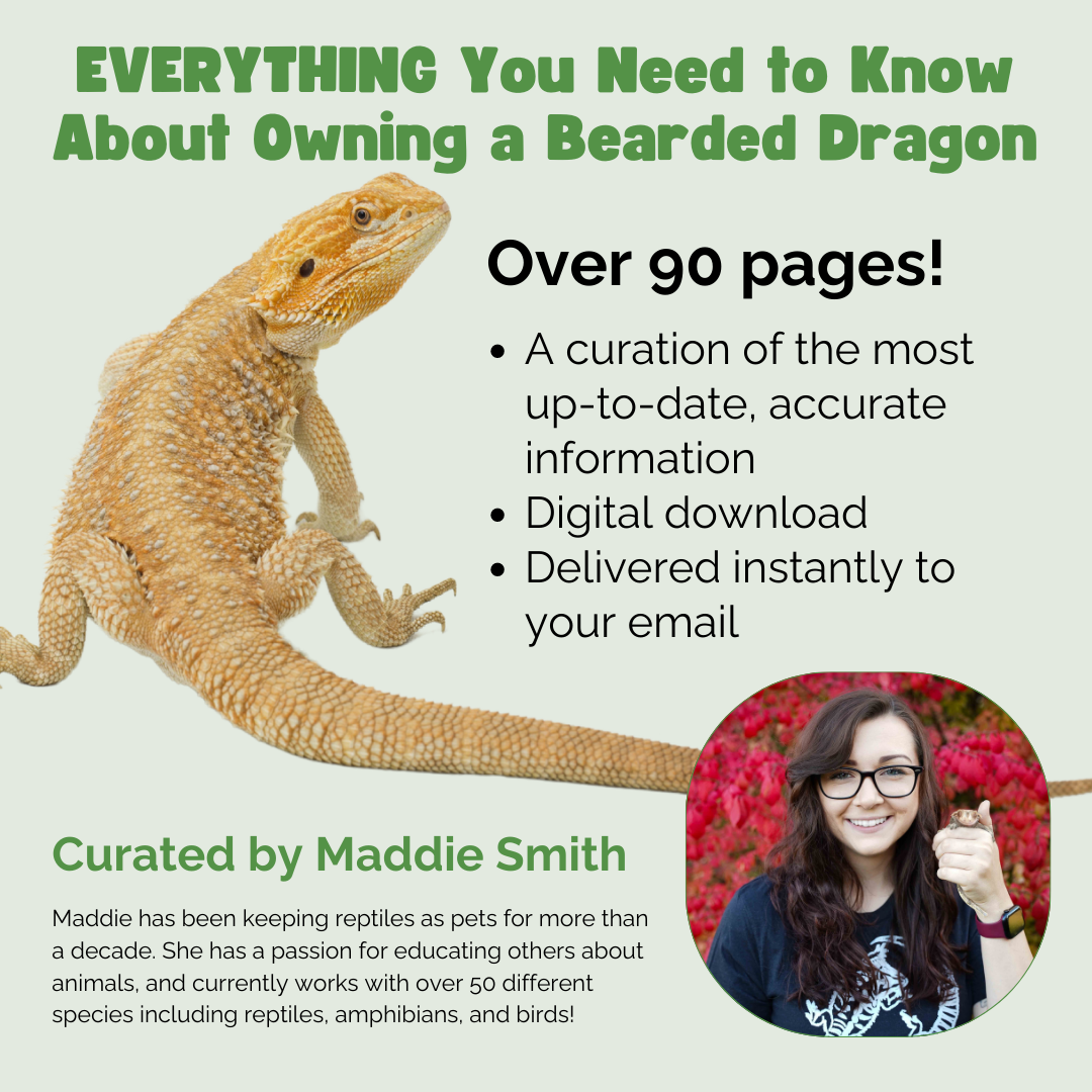 The Ultimate Zen Guide to Bearded Dragons - Revised August 2024