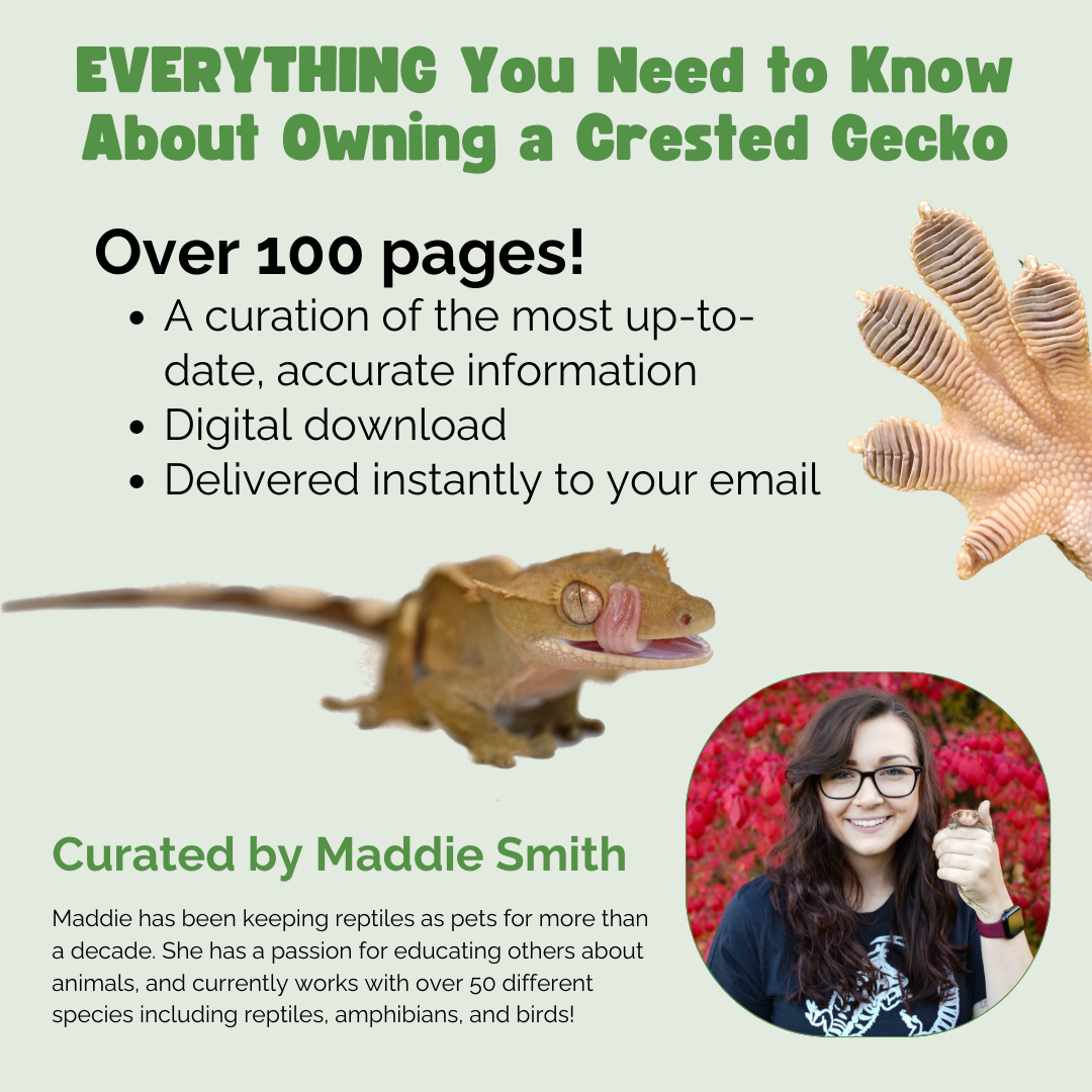The Ultimate Zen Guide to Crested Geckos - Revised August 2024
