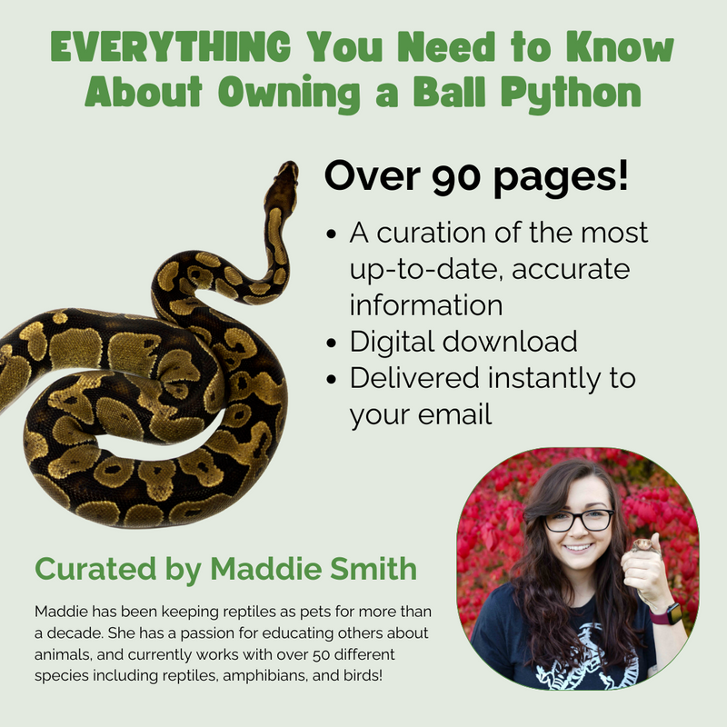 The Ultimate Zen Guide to Ball Pythons - Revised August 2024