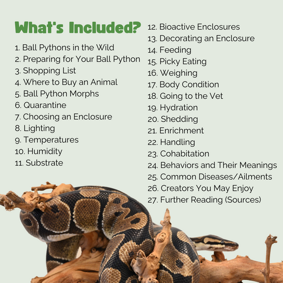 The Ultimate Zen Guide to Ball Pythons – Zen Habitats