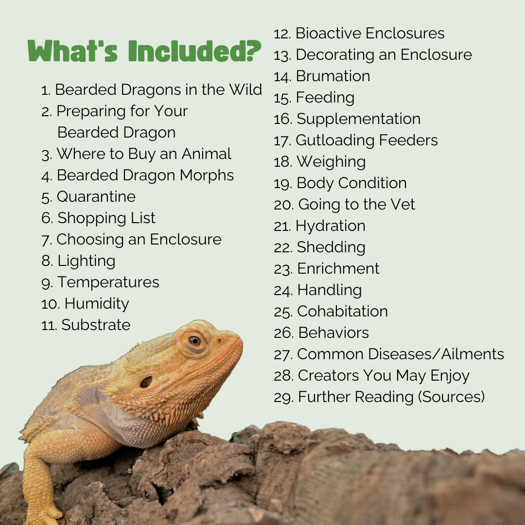 The Ultimate Zen Guide to Bearded Dragons