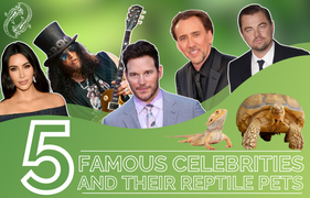 5 Famous Celebrities and Their Reptile Pets | Zen Habitats. Did You Know These Famous Celebrities Owned Reptiles As Pets?