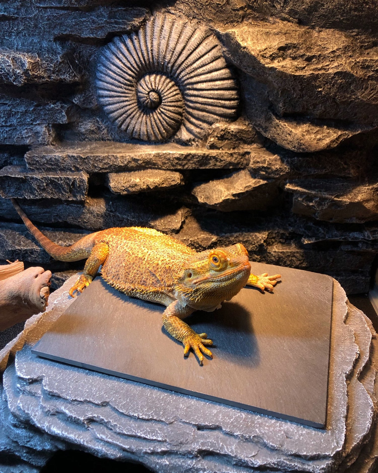 Bearded Dragon sitting on a Zen Cave rock in a 4x2x2 Zen Habitats reptile enclosure