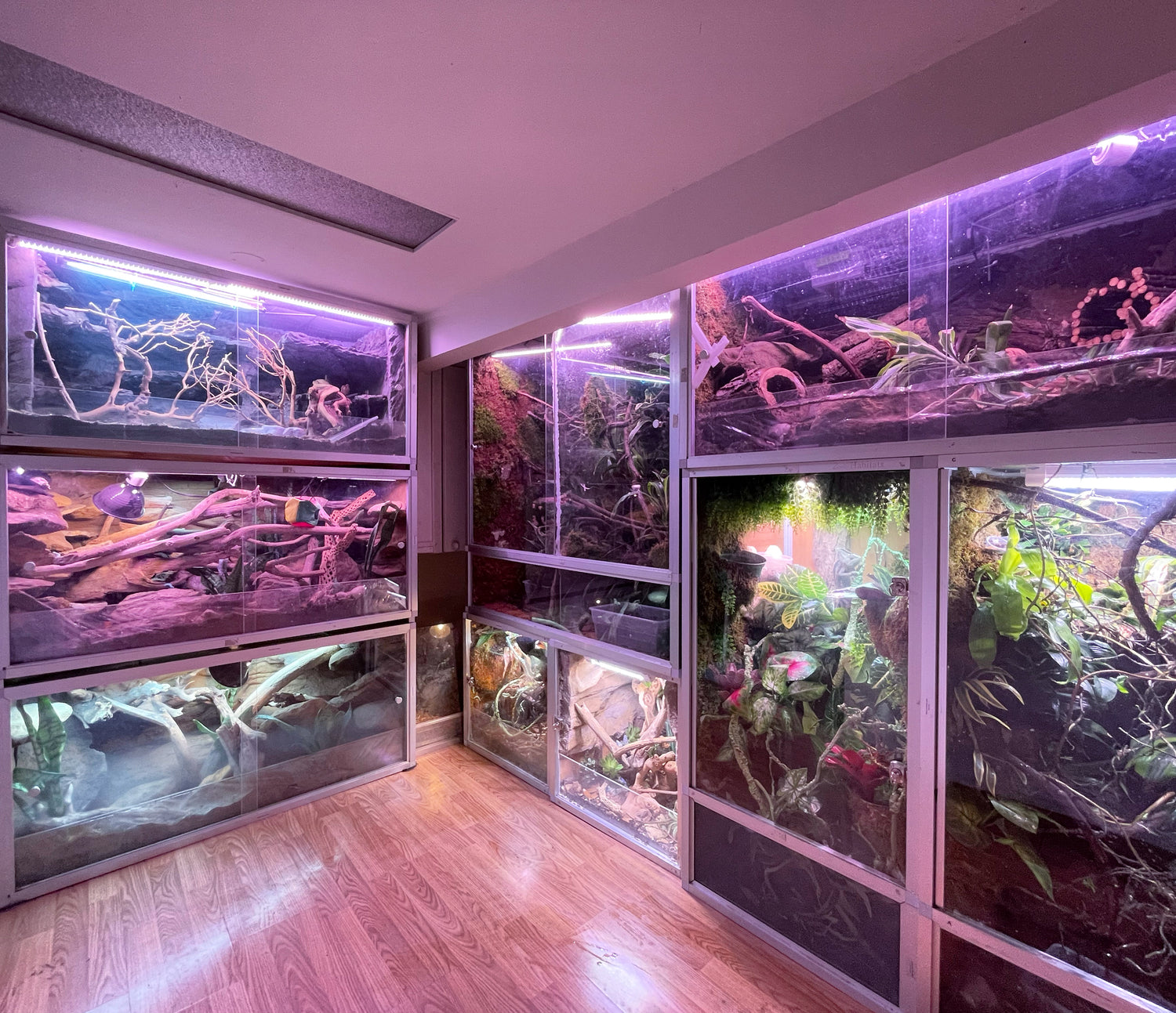 Room filled with various sizes of Zen Habitats reptile enclosures