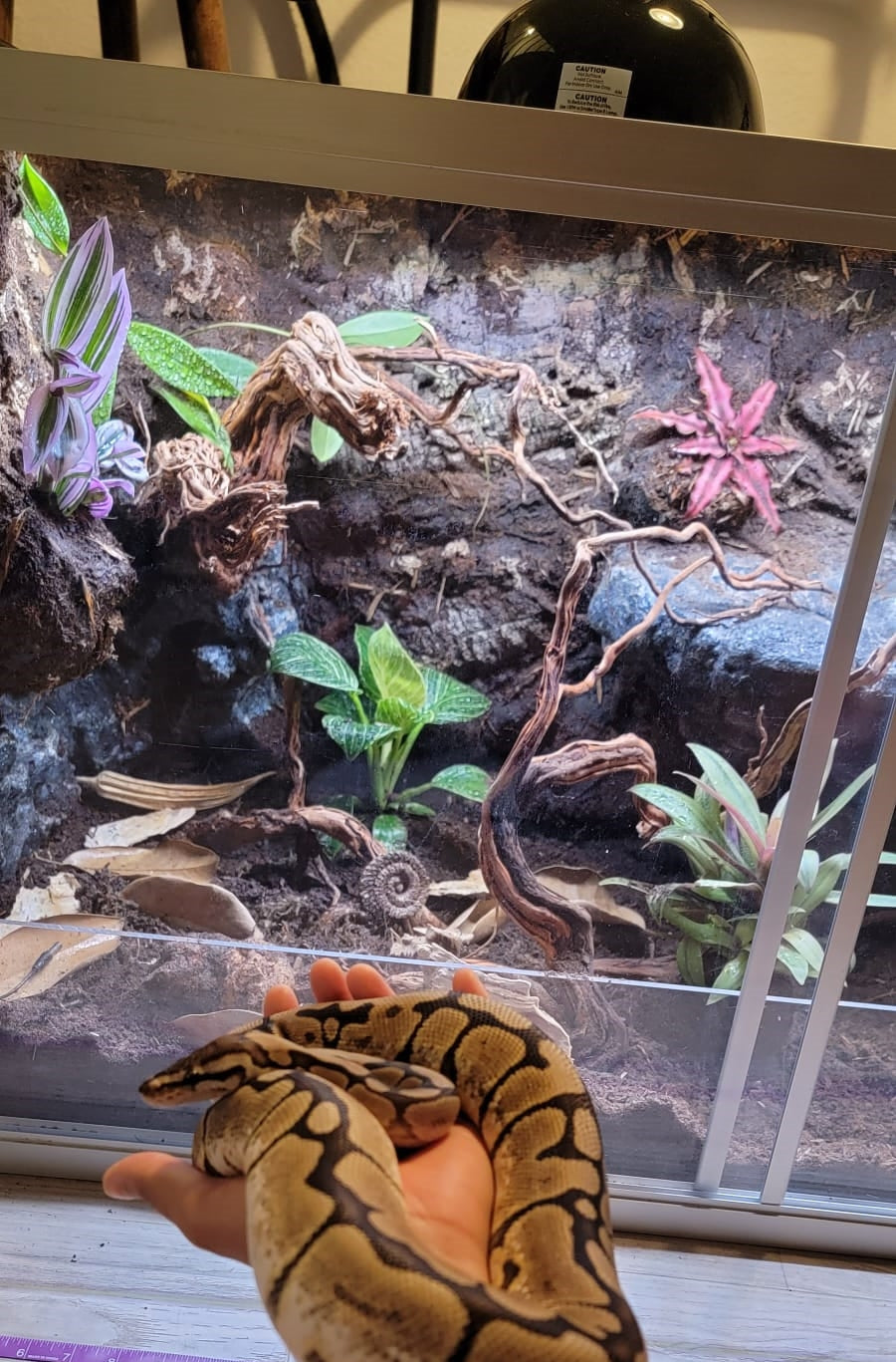 Zen Habitats 4x2x2 reptile enclosure