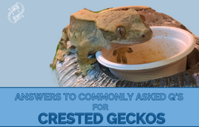 Answering The Most Asked Crested Gecko Questions  Zen Habitats