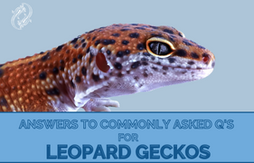 Answering The Most Asked Leopard Gecko Questions  Zen Habitats