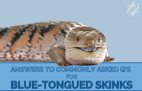 Answering The Most Blue-Tongued Skink Questions | Zen Habitats Your Top Blue-Tongued Skink Questions, Answered.