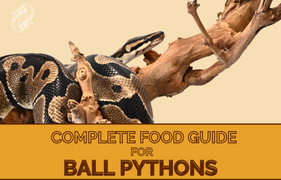 Ball Pythons are carnivores, which means that they need a diet of whole prey animals in order to get the complete nutrition that their bodies need. A good rule of thumb is to provide a prey item which totals around 10% of your snake’s weight. Here is our complete food guide for Ball Pythons for a healthy snake.