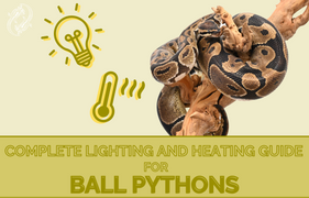 Ball Python Complete Lighting and Heating Guide by Zen Habitats