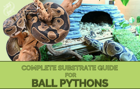 ball python complete substrate guides for ball pythons