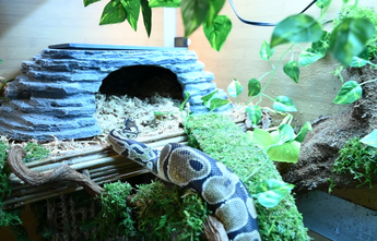 Ball Python entering a Zen Cave by Zen Habitats reptile accessories.