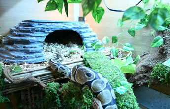 Reptile hot sale enclosure accessories