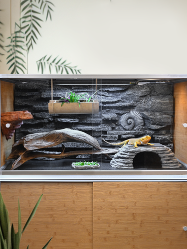 Reptile Enclosures Habitats for Lizards and Snakes Zen Habitats