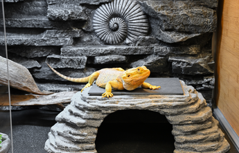Bearded dragon tank decorations clearance