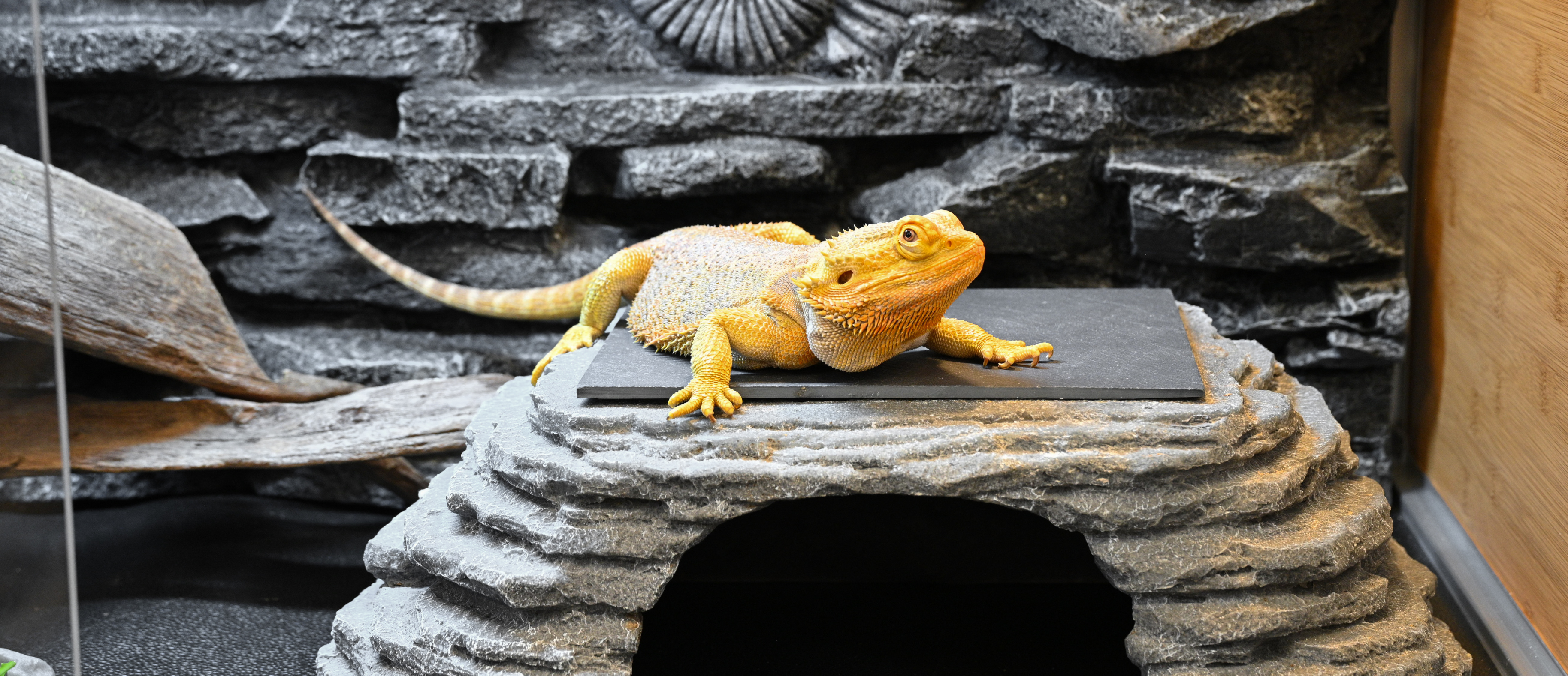 Temperature, light, and humidity guidelines