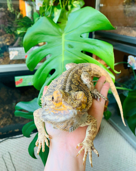 Bearded Dragon Care 101