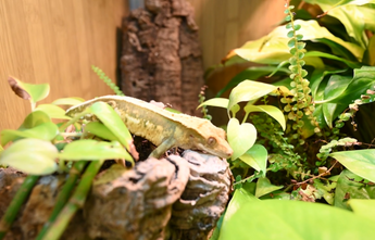 Bert the crested gecko in a bioactive habitat and bioactive substrate mix, crested gecko substrate guide by Zen Habitats