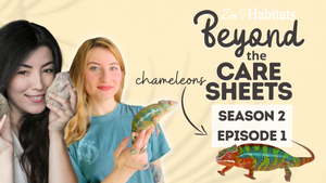 Beyond The Care Sheets with Reptilian Garden & Emzotic  Chameleon Care  S2E1