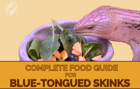 Blue-Tongued Skink Complete Food Guide, Feeding Your Blue-Tongued Skink