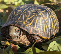 Box Turtle on the ground in shell