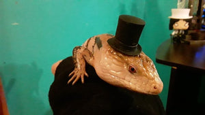 Blue tongued skink with a tiny top hat