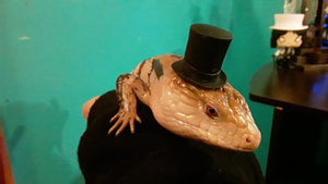Blue tongued skink with a tiny hat