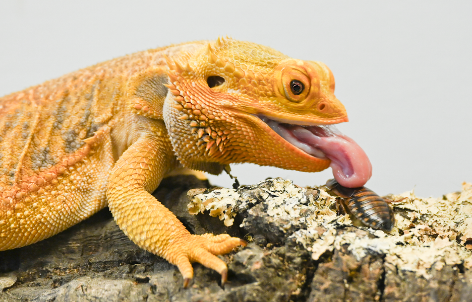 chi the bearded dragon eating a dubia roach. What can bearded dragons eat?