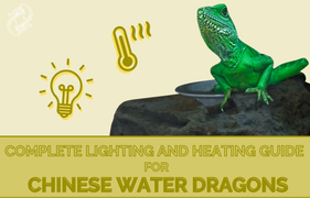 Chinese Water Dragon Complete Lighting and Heating Guide, What’s The Proper Lighting Setup for Chinese Water Dragons?
