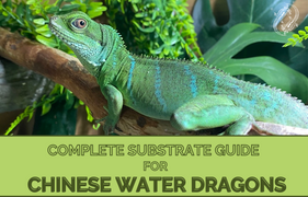 Chinese Water Dragon Complete Substrate Guide What is the Best Substrate for a Chinese Water Dragon?