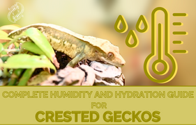 Complete Humidity and Hydration Guide For Crested Geckos