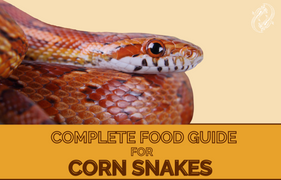 Corn Snake Complete Food Guide. We'll cover everything you need to know about a Corn Snakes diet in this complete food guide.