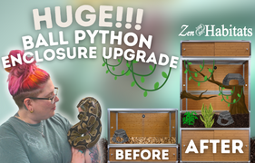 Creating A Large, Enriching Ball Python Enclosure! Providing A Ball Python With A Massive Reptile Enclosure. HUGE Snake Enclosure Upgrade For Our Ball Python! | Zen Habitats