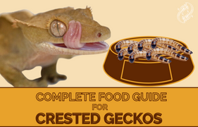 Crested Gecko Complete Food Guide, gecko, crested gecko, gecko food guide, gecko reptile