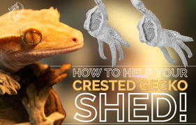 Crested Gecko Shedding and How To Help Your Gecko Shed! Dealing with Shedding Issues in Crested Geckos