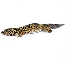 Leopard gecko care sheet