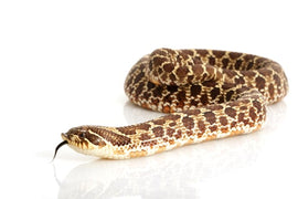 Hognose snake care sheet from Zen Habitats