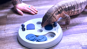 toys for reptiles are a great form of enrichment for your pet. Reptiles such as Tegus and bearded dragons benefit from reptile toys