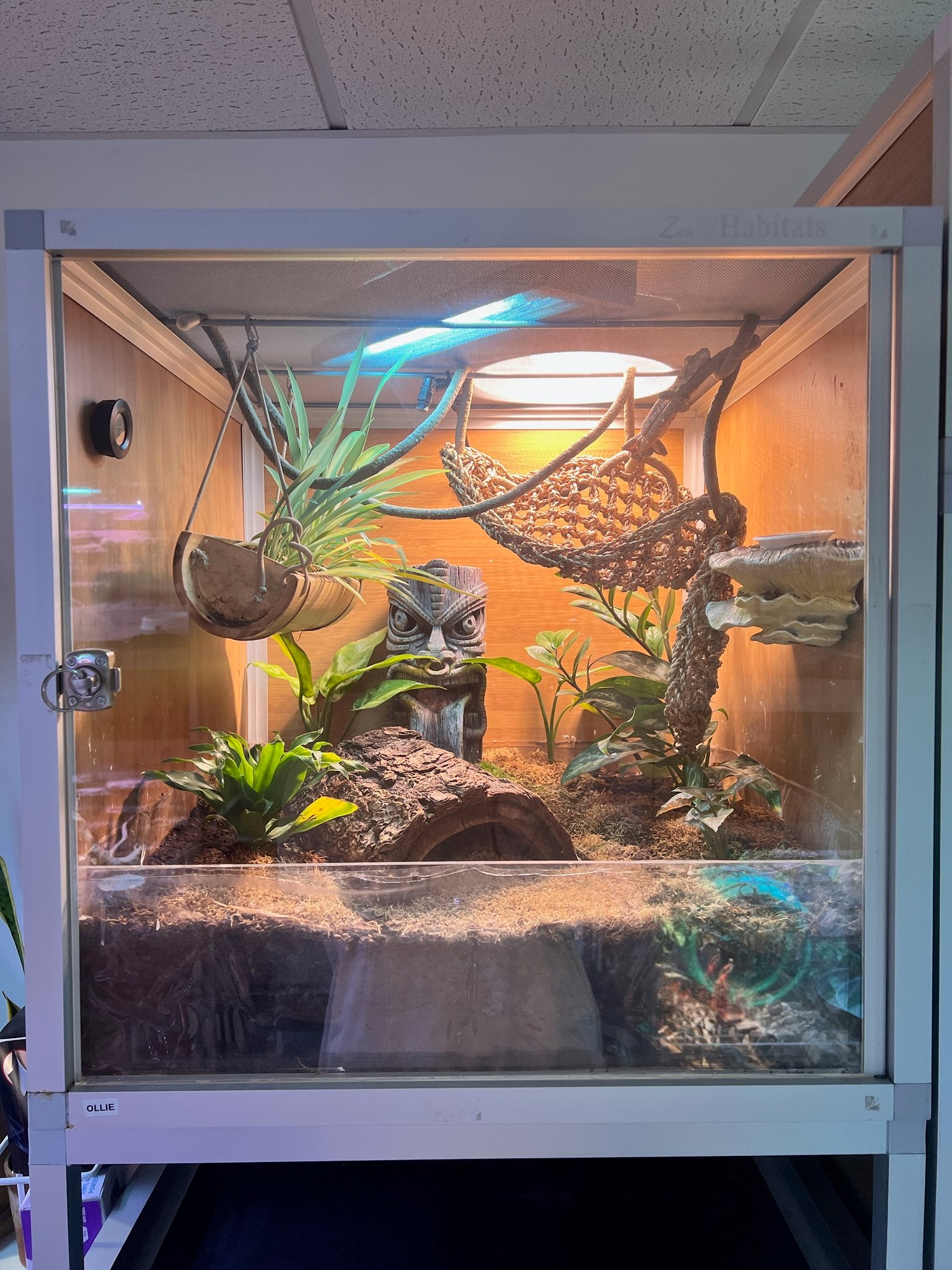 Zen Habitats 2x2x2 reptile enclosure