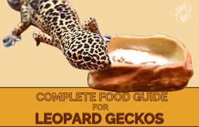Leopard Gecko Complete Food Guide, leopard gecko food guide by Zen Habitats