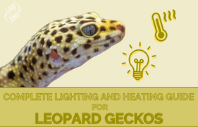 Leopard Gecko Complete Lighting and Heating Guide. What’s The Proper Lighting Setup For A Leopard Gecko?. Leopard gecko lighting and heating guide by Zen Habitats