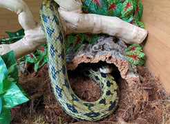 beautiful picture of a snake inside a Zen Habitats 4x2x2 Reptile enclosure