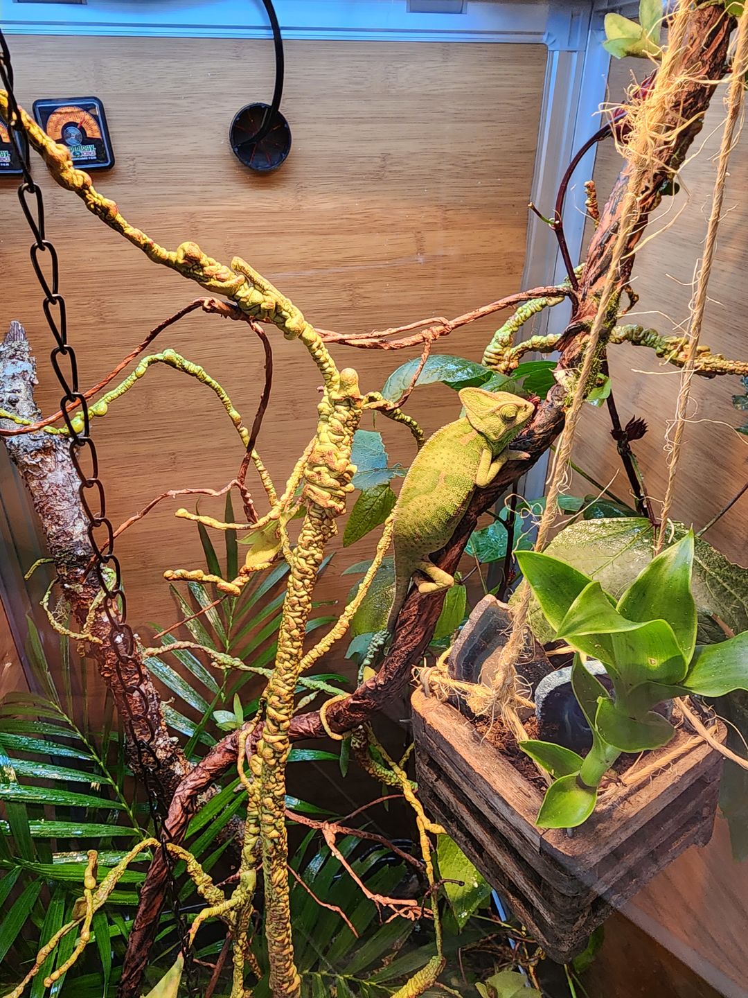 Zen Habitats 2x2x4 reptile enclosure