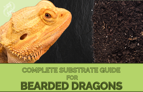 What Types of Substrates Are Recommended For Bearded Dragons? 