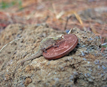 nano shot of a baby chameleon on a penny