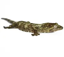 Ollie the Chahoua Gecko